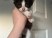 Witham Mixed bread shorthair kittens
