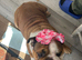 Margaret The English bulldog