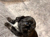 Male Shih Tzu x Lhasa Apso