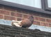 Fantail