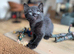Stunning kittens from Russian Blue / Maine Coon heritage (READY ON JUNE 20th)