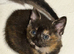 Kitten two girls black tiger with blue eyes and calico