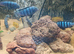 Breeding group pseudotrfeus saulosi