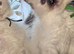 4 delightful ragdoll kittens looking for their families