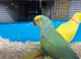 3 ringnecks 2 cocks 1 hen