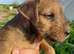 Lakeland / Patterdale Terrier Puppies