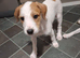 Jack Russell whippet x golden doodle