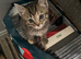 Three female kittens one black brindle and to tabby’s