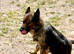 Security Trained German Shepherd Female &ndash; Friendly & Well Trained