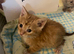 Ginger male kittens 8 weeks old