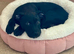 Beautiful puppy for sale
