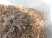 Tarantulas for sale