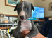 Whippet for sale