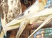 Variety of baby cockatiels ready 31st July