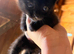 Beautiful Persian cross kittens