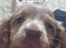 8 adorable puppies