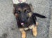 1 female German Shepard puppy