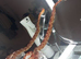 Corn snake with viv for sale