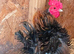Pair of frizzle serama