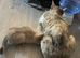 2 ginger kittens. Ragdoll Shpynx cross kittens