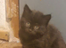 Fluffy kittens