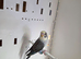 Young mutation budgies available
