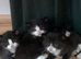Kittens 8 weeks old and ready for a loving home.