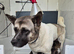 Stunning American Akita Puppies