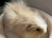 Male Swiss Guinea Pigs x2