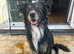 Border collie pups