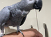 Hand tame African grey kiwi
