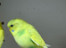 Baby Budgies For Sale Perth