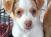 Chihuahua with a drop of Yorkshire terrier