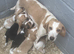 1 girl beagle puppy for sale