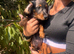 Last 3 Long haired dachshund puppies