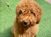 ABSOLUTELY BEAUTIFUL F2 COCKAPOO GIRL