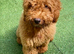 EXCEPTIONAL F2 COCKAPOO GIRL PUP