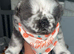 chow chow puppies
