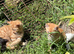 Domestic shorthair kittens ready now