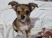 2 10 week old chorkie pups female