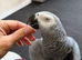 female super tame