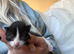 Two kittens for sale