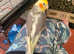 Silly tame male baby cockatiel