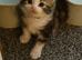 5 gorgeous kittens