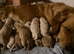 Dark golden to light boys out of elite pedigree!