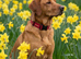 Health tested KC registered Fox red Labrador for stud