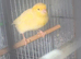 Pair of fife canary