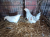 A pair of fantail Bantams 3 months old