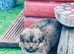Beautiful Shetland sheepdog cross puppies