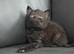 **ONLY FOR TODAY £320 PURE BREED BSH KITTENS